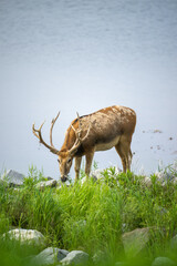 Wall Mural - portrait for a standing male elk