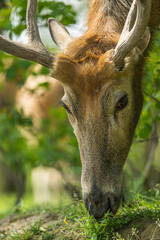 Wall Mural - close up of elk face