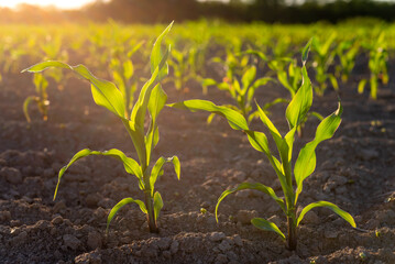 corn field in sunset