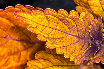 Wall Mural - Coleus Leaves cultivar Inferno (Coleus scutellarioides)