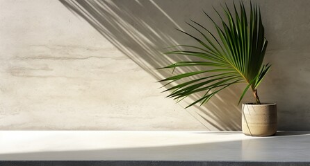 Wall Mural - Gray cement wall and floor, palm tree in vase in a sunlight, shadow, sunrays effect from window, for luxury interior design decoration, product display background, Generative ai