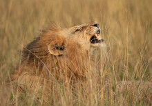 Portrait Of A Lion Yawning  At Masai Mara, Keny