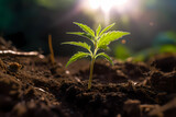 Fototapeta  - A young marijuana plant is growing out of the soil-Generative AI