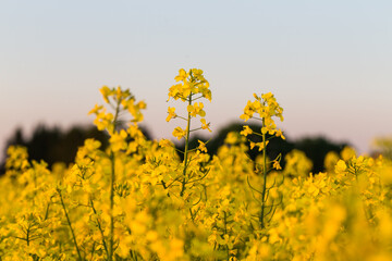 Wall Mural - field of rapeseed