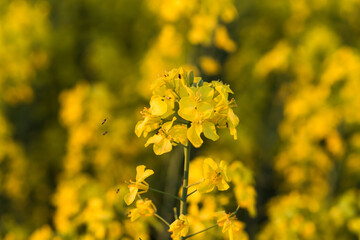 Wall Mural - field of rapeseed