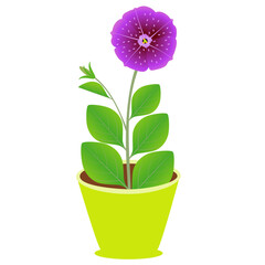 Wall Mural - Petunia flower in a pot on a white background.