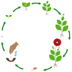 Canvas Print - Life cycle of petunia plant on a white background.