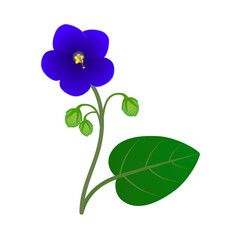 Wall Mural - Saintpaulia flower with a leaf on a white background.