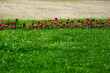 blooming tulips on a grassy meadow