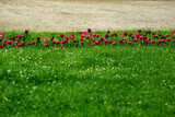 Fototapeta Na ścianę - blooming tulips on a grassy meadow