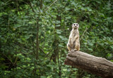 Fototapeta Tęcza - meerkat in zoo