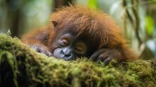  A Baby Oranguel Resting On A Mossy Branch.  Generative Ai