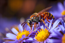 Macro Of A Bee Collecting Pollen From A Purple Aster Flower. Generative AI