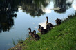 Kaczka krzyżówka z młodymi kaczątkami siedzące obok wysokich sitowie i rzeki.