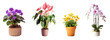 a collection of flowers, in various pots isolated on a transparent background