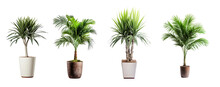 A Collection Of Palms In Various Pots, House Plants Isolated On A Transparent Background