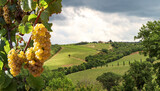 Fototapeta Londyn - Wine production with ripe grapes before harvest in an old vineyard with winery in the tuscany wine growing area near Montepulciano, Italy Europe