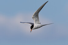 Forster's Tern Flying In Beautiful Light, Seen In A North California Marsh