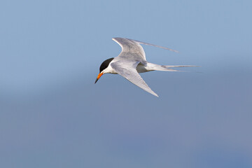 Sticker - Forster's tern flying in beautiful light, seen in a North California marsh