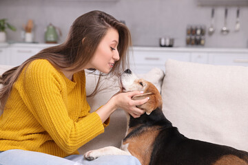 Sticker - Beautiful young woman with her cute Beagle dog on couch at home. Lovely pet