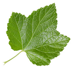 Sticker - Currant leaves isolated