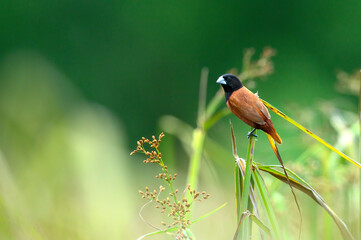 Wall Mural - Chestnut Munia, A small bird with a brown color and a black head.