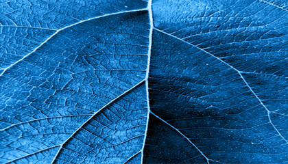 Sticker - Blue leaf with veins close up blue leaf texture, natural background.