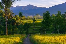 Natural Panorama In The Morning In The Rice Field Area
