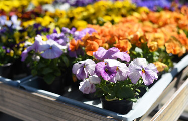 Wall Mural - Bright pansies close-up. Macro. Spring