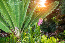 Pink Orchid Is Blooming With Cycad Plant And Sunlight Background At The Garden.