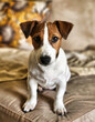 Jack Russell Sitting on a sofe