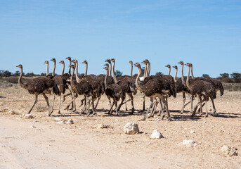 Wall Mural - Ostrich Group