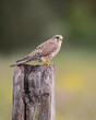 Female Common Kestrel perched on fence post with green background
