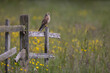 Female Common Kestrel perched on fence post with buttercups in a meadow in the background.  