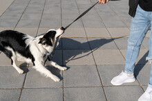 A Young Naughty Border Collie Dog Walking Through The Streets In An Urban Environment With His Owner. He Is Chewing On The Leash And Pulls On It.Pictures Of Pet Border Collie Dogs With Their Owners.