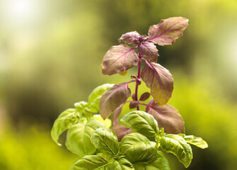 Wall Mural - Green and purple basil