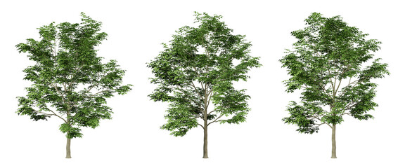 fraxinus excelsior trees on transparent background, png tree, green landscape, 3d render illustratio