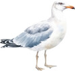 Seagull Watercolor Illustration. Generative AI