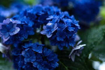 Blue Hydrangea Hydrangea macrophylla or Hortensia flower with dew in slight color variations ranging from blue to purple. Shallow depth of field for soft dreamy feel.