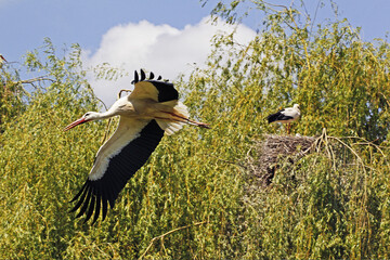 Wall Mural - White Stork, ciconia ciconia, Adult in flight, Alsace in France