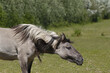 Tarpan Horse, equus caballus gmelini