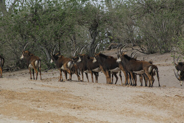 Wall Mural - Sable Antelope, hippotragus niger, Herd at Chobe Park, Okavango Delta in Botswana