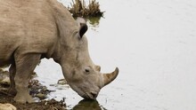 Majestic White Rhino Ceratotherium Simum Drinks Water In Close Up Shot