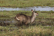 Common Waterbuck, kobus ellipsiprymnus, Female running along Khwai River, Moremi Reserve, Okavango Delta in Botswana