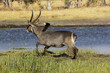 Common Waterbuck, kobus ellipsiprymnus, Male running along Khwai River, Moremi Reserve, Okavango Delta in Botswana