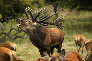 Wall Mural - red deer, cervus elaphus, stag roaring during the rutting season, sweden