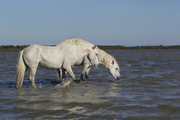 Wall Mural - camargue horses standing in swamp, saintes marie de la mer in the south of france