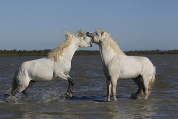 Wall Mural - camargue horse, stallions fighting in swamp, saintes marie de la mer in camargue, in the south of fr