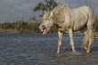 Camargue Horse, Standing in Swamp, Yawning, Saintes Marie de la Mer in The South of France