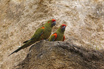 Wall Mural - red-fronted macaw, ara rubrogenys, pair standing on rocks